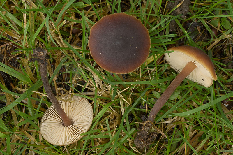 Macrocystidia cucumis